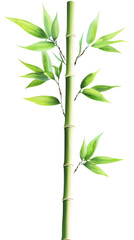 Obraz premium Isolated transparent A vibrant bamboo plant showcasing lush green leaves and sturdy stalk. PNG die-cut element for advertising
