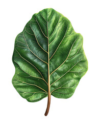 Isolated transparent A vibrant green leaf showcasing intricate veins and a glossy texture. PNG die-cut element for advertising