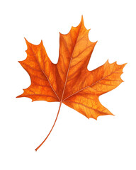Isolated transparent Close-up of a vibrant orange maple leaf showcasing intricate veins and textures. PNG die-cut element for advertising