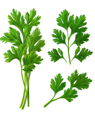 Isolated transparent Fresh cilantro leaves arranged artistically on a white background. PNG die-cut element for advertising