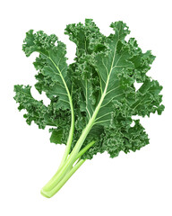 Isolated transparent Fresh, vibrant kale leaves showcasing their rich green texture and healthy appeal. PNG die-cut element for advertising