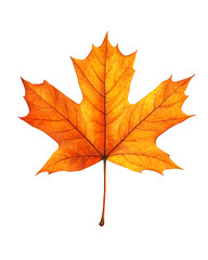 Isolated transparent Vibrant orange maple leaf showcasing the beauty of autumn foliage. PNG die-cut element for advertising