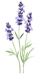 Isolated transparent Vibrant lavender flowers blooming beautifully, showcasing their stunning purple hues. PNG die-cut element for advertising