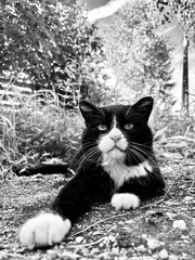 Portrait of a black and white cat monochrome
