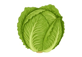 Fototapeta premium A single head of green cabbage with visible leaf veins isolated on a white plain background image