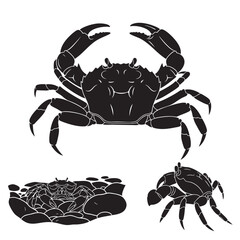 Set of 3 Shore Crab Silhouettes as a Tide Pool Crustacean Set
