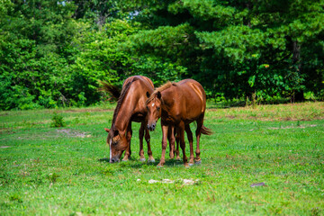 Fototapeta premium Wild Horses of Breathitt County Kentucky