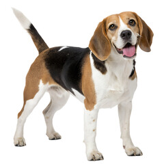 Happy beagle dog standing proudly isolated on transparent background