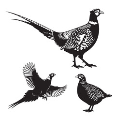 Set of 3 Common Pheasant Silhouettes as a Game Bird Vector Set