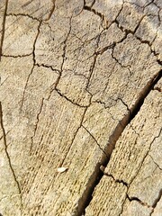 Cracked Wood Texture