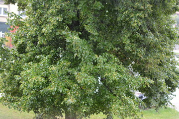 A wide, horizontal close-up shot of a dense green tree with abundant leaves, showcasing the foliage's texture and detail on a summer day