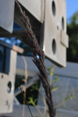 A low-angle close-up of a small plant growing between a weathered metal fence and the ground, symbolizing nature's ability to thrive in an urban or industrial environment