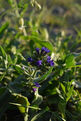 A vibrant cluster of tiny, deep purple-blue wildflowers nestled amongst soft, grey-green leaves. A detailed macro shot capturing the untamed beauty of a blooming meadow plant