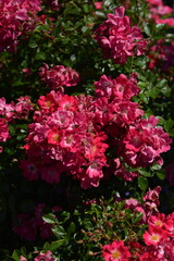Lush clusters of vibrant magenta spray roses in full bloom. A rich, natural floral texture perfect for summer garden concepts and backgrounds