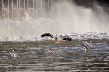 American white pelicans at hydro dam, one taking flight