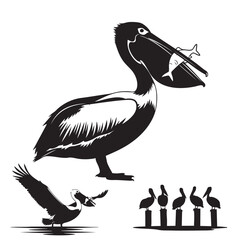 Set of 3 Pelican Silhouettes as a Coastal Seabird Icon Set