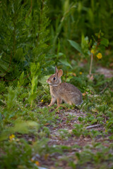 A young eastern cottontail rabbit (Sylvilagus floridanus) sitting alert among green vegetation and wildflowers. 