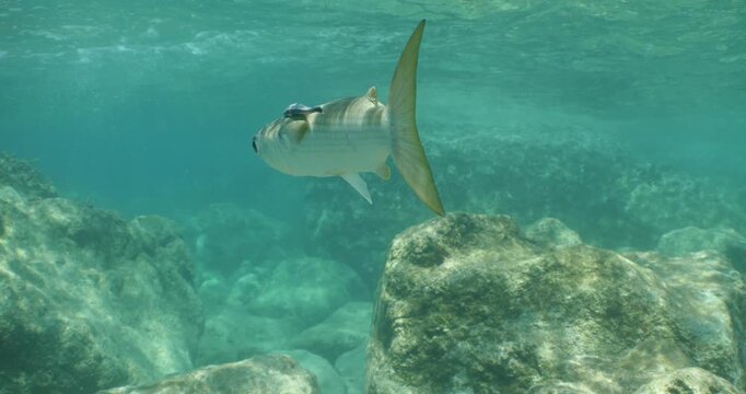 Mugil cephalus Flathead grey mullet dubar underwater fish with a remora pilot fish on the back
