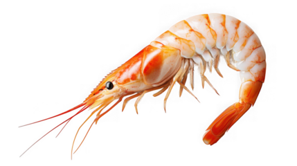 A single, cooked shrimp with its distinctive curved body and orangepink shell, isolated on a transparent background