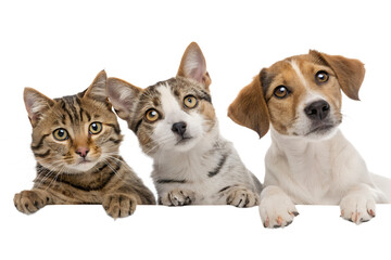 Three adorable pets together isolated on transparent background