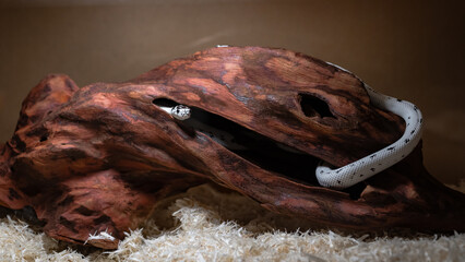 Reverse Stripe California Kingsnake Emerging from Wooden Hide