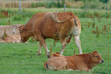spätsommer im Münsterland