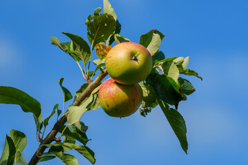 spätsommer im Münsterland