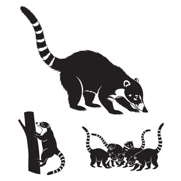 Set of 3 Coati Silhouettes as a Coatimundi Raccoon Family Set