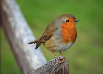 European Robin on a wooden fence at Kylemore Abby, Ireland