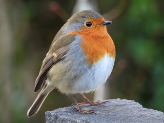 European Robin on a stone perch at Kylemore Abby, Ireland  