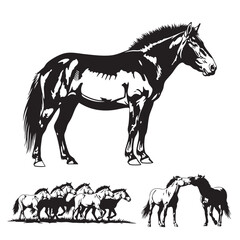 Fototapeta premium Set of 3 Przewalski Horse Silhouettes as a Wild Equine Set