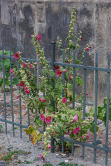 Sommerabend in  Potsdam