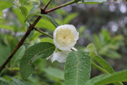Flor Sete Capotes