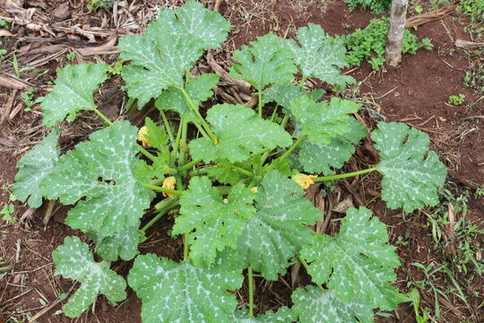 Abobrinha Org&acirc;nica
