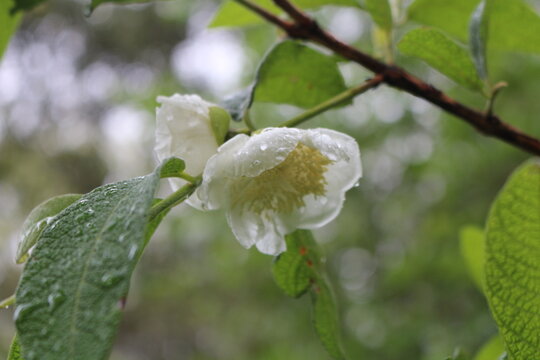 Flor de Sete Capotes