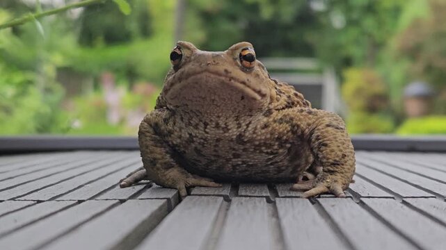 zielona ropucha siedzi na tarasie domu