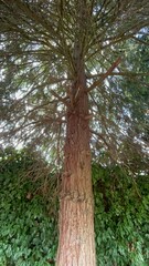 Fototapeta premium Lawson or lawsoniana cypress or chamaecyparis lawsoniana, coniferous family in England in July. County Suffolk.