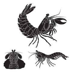 Set of 3 Mantis Shrimp Silhouettes as a Marine Crustacean Set