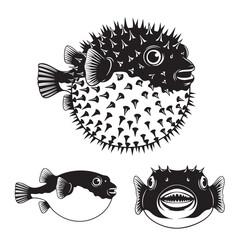 Set of 3 Pufferfish Silhouettes as an Inflatable Blowfish Icon Set © MAHEDI