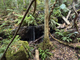 A small waterfall cascades over a dark rock face, surrounded by lush ferns and fallen trees in a tranquil forest setting in Blue Mountains Australia