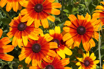 Gloriosa daisy colorful orange red and yellow flowers closeup. 