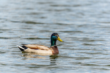 Duck swims in the pond.