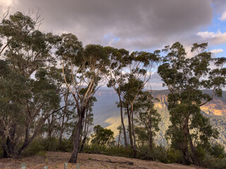 A view of a valley from behind a line of eucalyptus trees. The valley is covered in trees and has a cliff face on one side in Blue Mountains, Australia