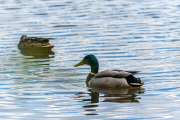 Duck swims in the pond.
