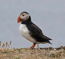 Puffin