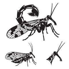 Set of 3 Scorpionfly Silhouettes as a Unique Mecoptera Insect Set