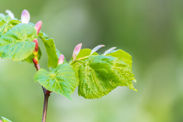 Tilia cordata, the small-leaved lime or small-leaved linden branch with fresh leaves in spring