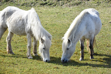 Sweet Pair of White Eriskay Horses in Scotland