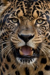 Fototapeta premium Graceful Leopard in Natural Habitat