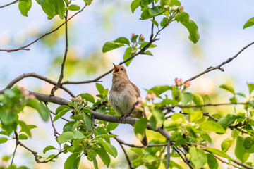 Thrush Nightingale, Luscinia luscinia. A bird sits on a tree branch and sings